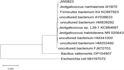 Inoculation with Jeotgalicoccus sp. improves nutritional quality and biological value of Eruca sativa by enhancing amino acid and phenolic metabolism and increasing mineral uptake, unsaturated fatty acids, vitamins, and antioxidants